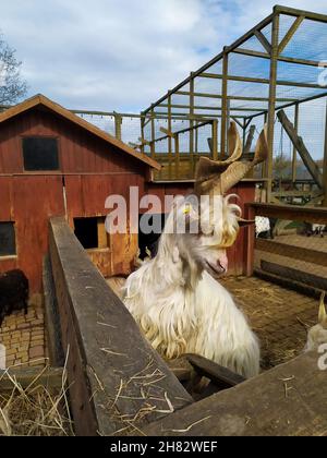 Shaggy capra bianca di montagna che mangia Foto Stock