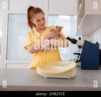 Veterinario donna che conduce l'esame medico del gattino in ufficio medico Foto Stock