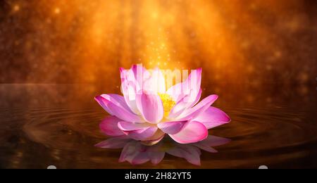 Lotus luce rosa viola galleggianti brillare di luce sullo sfondo viola Foto Stock