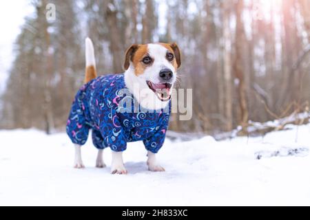 Il cane Jack Russell Terrier in una tuta blu si alza, guarda e sorride con una bocca aperta alla telecamera in un parco neve per una passeggiata. Ritratto di un divertente Foto Stock