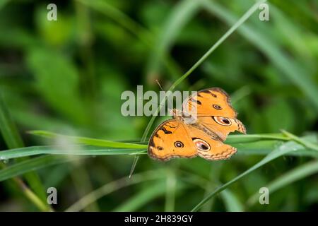 Una vista di una farfalla arancione con macchie nere sulle sue piume. Foto Stock