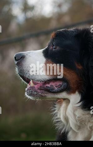 Bernese Mountain Dog ritratto in profilo Foto Stock