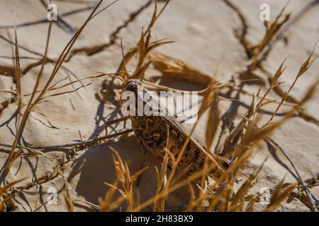 Espagne, Navarra, Arguedas, désert des Bardenas Reales, parc naturel classé Réserve de Biosphère par l'Unesco, Castil de tierra, la cheminée de Foto Stock