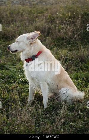Carino giovane cane grel di colore rosso bianco cammina nella natura. Una mezza razza di pastore svizzero bianco e Husky. Cane domestico gentile con il collare rosso si siede in g Foto Stock
