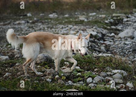 Carino giovane cane grel di colore rosso bianco cammina nella natura. Una mezza razza di pastore svizzero bianco e Husky. Cane domestico tipo con collare rosso. Foto Stock