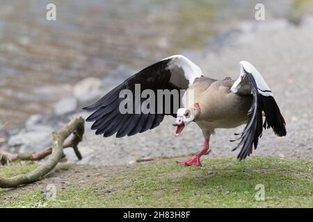 L'oca egiziana (Alopochen aegyptiaca), mostrando comportamenti minacciosi, la famiglia di protezione da intruso, bassa Sassonia, Germania Foto Stock