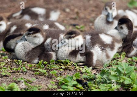 L'oca egiziana (Alopochen aegyptiaca), una famiglia di imbrogliamenti, di riposo, bassa Sassonia, Germania Foto Stock