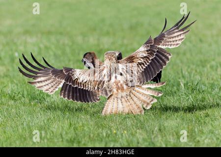 Red Kite, (Milvus milvus), attaccando Black Kite, (Milvus migrans), sopra cibo, Sul prato, bassa Sassonia, Germania Foto Stock