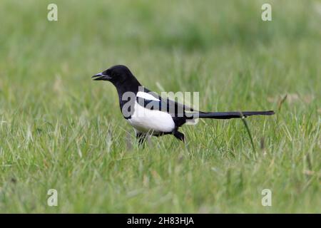 Magpie, (Pica pica), sul prato, alla ricerca di cibo, bassa Sassonia, Germania Foto Stock