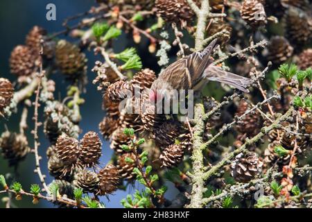 Comune Redpoll, (Carduelis flammea) che si nutre di semi di cono di larice bassa Sassonia - Germania Foto Stock