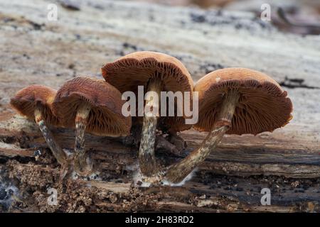 Mortale e velenosa Galerina marginata nella foresta della pianura alluvionale. Conosciuto come campanello funerale o il mortale cappello di tulle. Gruppo di funghi selvatici che crescono nel ceppo. Foto Stock