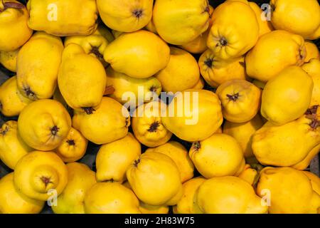 Lotto di mele cotogne gialle mature maturate e raccolte per la vendita in un centro commerciale Foto Stock