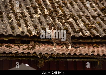 Cat che cammina su un tetto di stagno Foto Stock