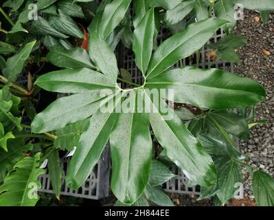 Foglia verde brillante a forma di stella di Philodendron Goeldii, una popolare casalinga tropicale Foto Stock