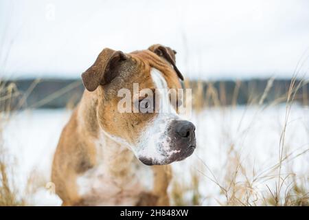 Bulldog in forma e sano nella neve Foto Stock