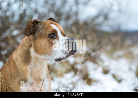L'American Pit Bull Terrier nella neve Foto Stock