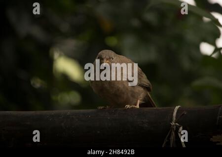 Bel uccello indiano Babbler sedersi su un bambù e alla ricerca del suo cibo Foto Stock