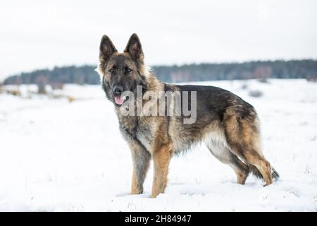 Cane Pastore tedesco (alsaziano) in piedi nella neve Foto Stock