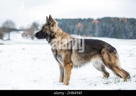 Cane Pastore tedesco (alsaziano) in piedi nella neve Foto Stock