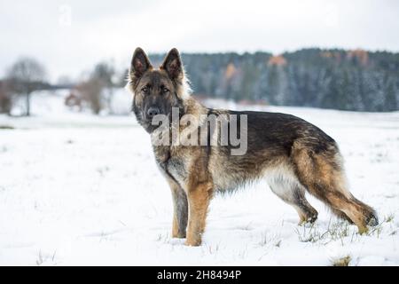 Cane Pastore tedesco (alsaziano) in piedi nella neve Foto Stock