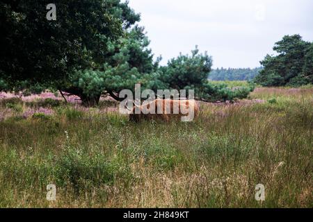 Mucca scozzese nella riserva naturale Hijkerveld, Drenthe, Paesi Bassi Foto Stock