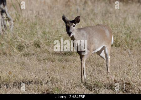 White-Tailed Deer, Odocoileus virginianus, doe Foto Stock