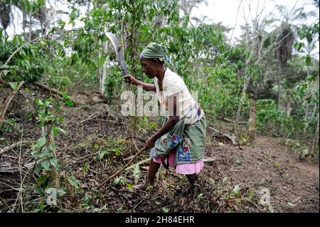 ANGOLA, Calulo, piantagione di caffè, erbacce donna tra piante di caffè / ANGOLA, Calulo, Kaffee Fazienda, Frau jätet Unkraut zwischen Kaffeepflanzen Foto Stock