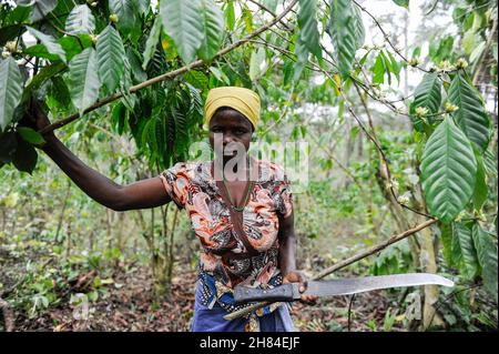 ANGOLA, Calulo, piantagione di caffè, erbacce donna tra piante di caffè / ANGOLA, Calulo, Kaffee Fazienda, Frau jätet Unkraut zwischen Kaffeepflanzen Foto Stock