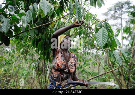 ANGOLA, Calulo, piantagione di caffè, erbacce donna tra piante di caffè / ANGOLA, Calulo, Kaffee Fazienda, Frau jätet Unkraut zwischen Kaffeepflanzen Foto Stock