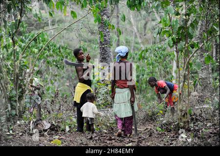 ANGOLA, Calulo, piantagione di caffè, erbacce donna tra piante di caffè / ANGOLA, Calulo, Kaffee Fazienda, Frau jätet Unkraut zwischen Kaffeepflanzen Foto Stock