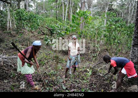 ANGOLA, Calulo, piantagione di caffè, erbacce donna tra piante di caffè / ANGOLA, Calulo, Kaffee Fazienda, Frau jätet Unkraut zwischen Kaffeepflanzen Foto Stock