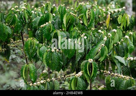 ANGOLA, Calulo, piantagione di caffè, piante di caffè con fiore / ANGOLA, Calulo, Kaffee Fazienda, Kaffeepflanzen mit Blüte Foto Stock