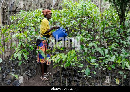 ANGOLA, Calulo, piantagione di caffè, donna acque piantine di caffè in vivaio / ANGOLA, Calulo, Kaffee Fazienda, Frau bewaessert Kaffeesetzlinge Foto Stock