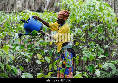 ANGOLA, Calulo, piantagione di caffè, donna acque piantine di caffè in vivaio / ANGOLA, Calulo, Kaffee Fazienda, Frau bewaessert Kaffeesetzlinge Foto Stock