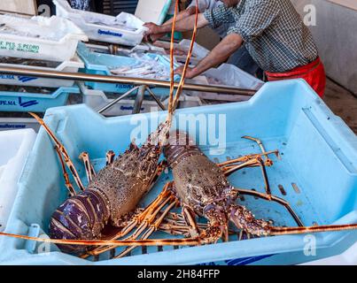 Aragoste Spagna Mallorca pescatori dell'UE cernita e scarica la loro cattura quotidiana, compresi i grandi Lobster spagnoli mediterranei, al porto di pesca di Cala Figuera Mallorca Spagna Foto Stock
