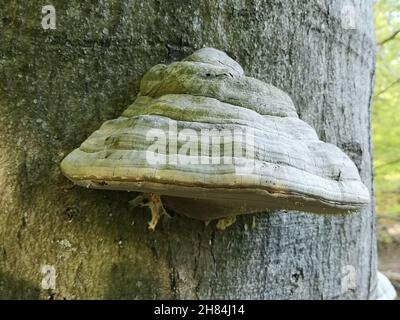 Fungo sul tronco di un albero. Foto Stock