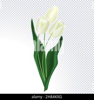 Bouquet di tulipani primaverili bianchi isolati su sfondo trasparente. Tulipani freschi e realistici per giorno valentini, matrimonio, compleanno, giorno delle madri, Illustrazione Vettoriale