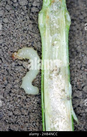 Larva di stelo Borer Sawfly Cephus pygmaeus (Cephidae). Si tratta di un importante parassita di cereali. Foto Stock