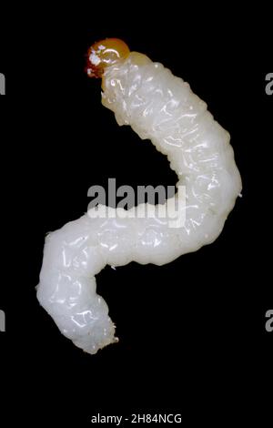 Larva di stelo Borer Sawfly Cephus pygmaeus (Cephidae). Si tratta di un importante parassita di cereali. Foto Stock