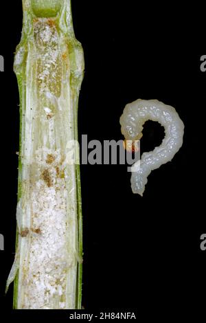 Larva di stelo Borer Sawfly Cephus pygmaeus (Cephidae). Si tratta di un importante parassita di cereali. Foto Stock