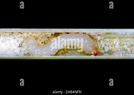 Larva di stelo Borer Sawfly Cephus pygmaeus (Cephidae) all'interno del fusto dei cereali. Si tratta di un importante parassita di cereali. Foto Stock