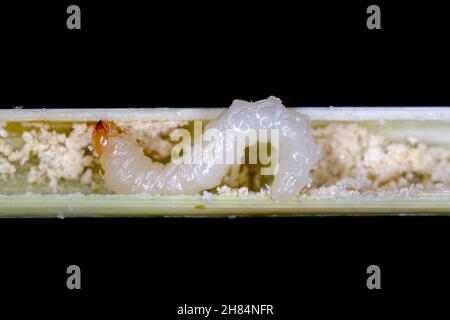 Larva di stelo Borer Sawfly Cephus pygmaeus (Cephidae) all'interno del fusto dei cereali. Si tratta di un importante parassita di cereali. Foto Stock