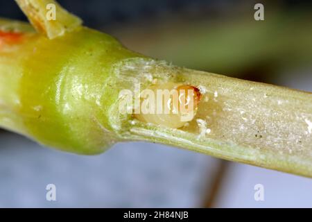 Larva di stelo Borer Sawfly Cephus pygmaeus (Cephidae) all'interno del fusto dei cereali. Si tratta di un importante parassita di cereali. Foto Stock