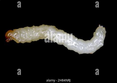 Larva di stelo Borer Sawfly Cephus pygmaeus (Cephidae). Si tratta di un importante parassita di cereali. Foto Stock