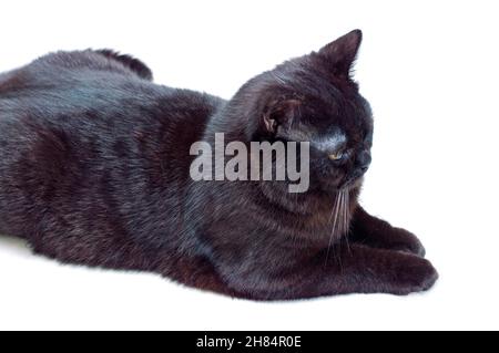 Scottish gatto marrone scuro su uno sfondo isolato, gatti e gatti in casa, animali domestici le loro foto e la loro vita Foto Stock