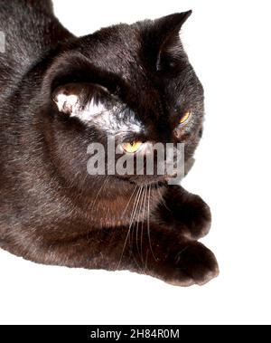 Ritratto di un gatto marrone scozzese su uno sfondo isolato, gatti e gatti in casa, animali domestici, le loro foto e la loro vita Foto Stock