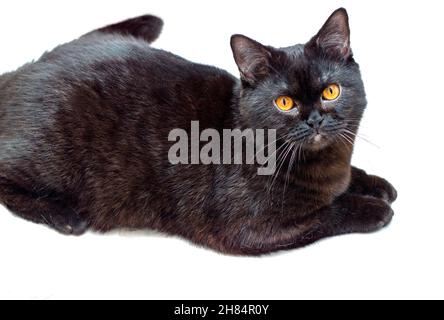 Scottish gatto scuro isolare sfondo, gatti e gatti in casa, animali domestici, le loro foto e la loro vita Foto Stock