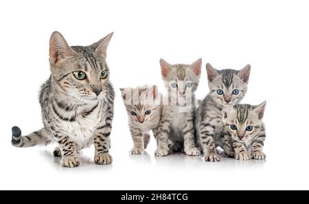 famiglia di gatti bengala di fronte a sfondo bianco Foto Stock