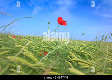 Primavera: lone papavero su campo di grano verde con cielo blu. Foto Stock