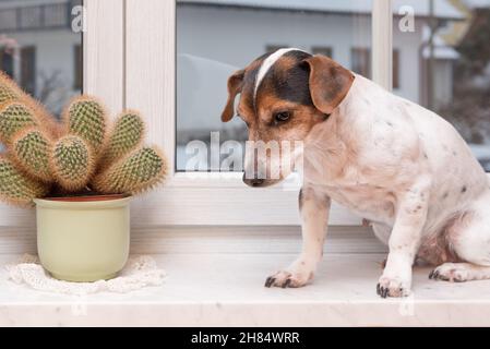 Carino piccolo Jack Russell Terrier cane si siede da solo su un davanzale tra le piante Foto Stock